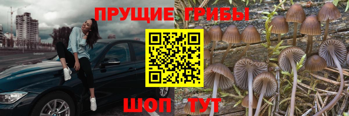 Шелехов  Псилоцибиновые грибы GOLDEN TEACHER  Псилоцибиновые грибы Cubensis  купить закладку  Вход с VPN 